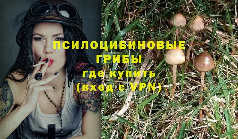 Псилоцибиновые грибы Magic Shrooms  Волгореченск 